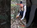 Bamboo harvesting cutting bamboo shorts india machine
