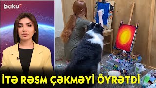 İtə Rəsm Çəkməyi Öyrətdi - Maraqlı Anlar Baku Tv