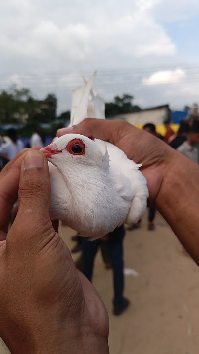What does the pigeon look like? #pigeon #kabootar