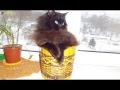 Забавный кот Нюшик в плетеной корзинке / Funny cat and wicker basket