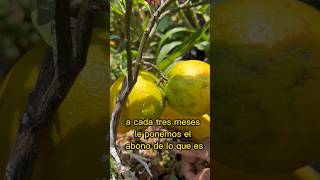 BASIC CARE OF AN ORANGE TREE #garden #shorts #orange grove #flowers