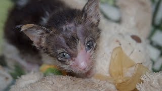 Rescued Kitten Brought Back To Life After Being Through Hell 😭 Pisscun - Episode 3