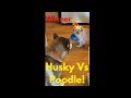 HUSKY VS POODLE