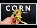 I almost grew corn┃105 Day Time-lapse