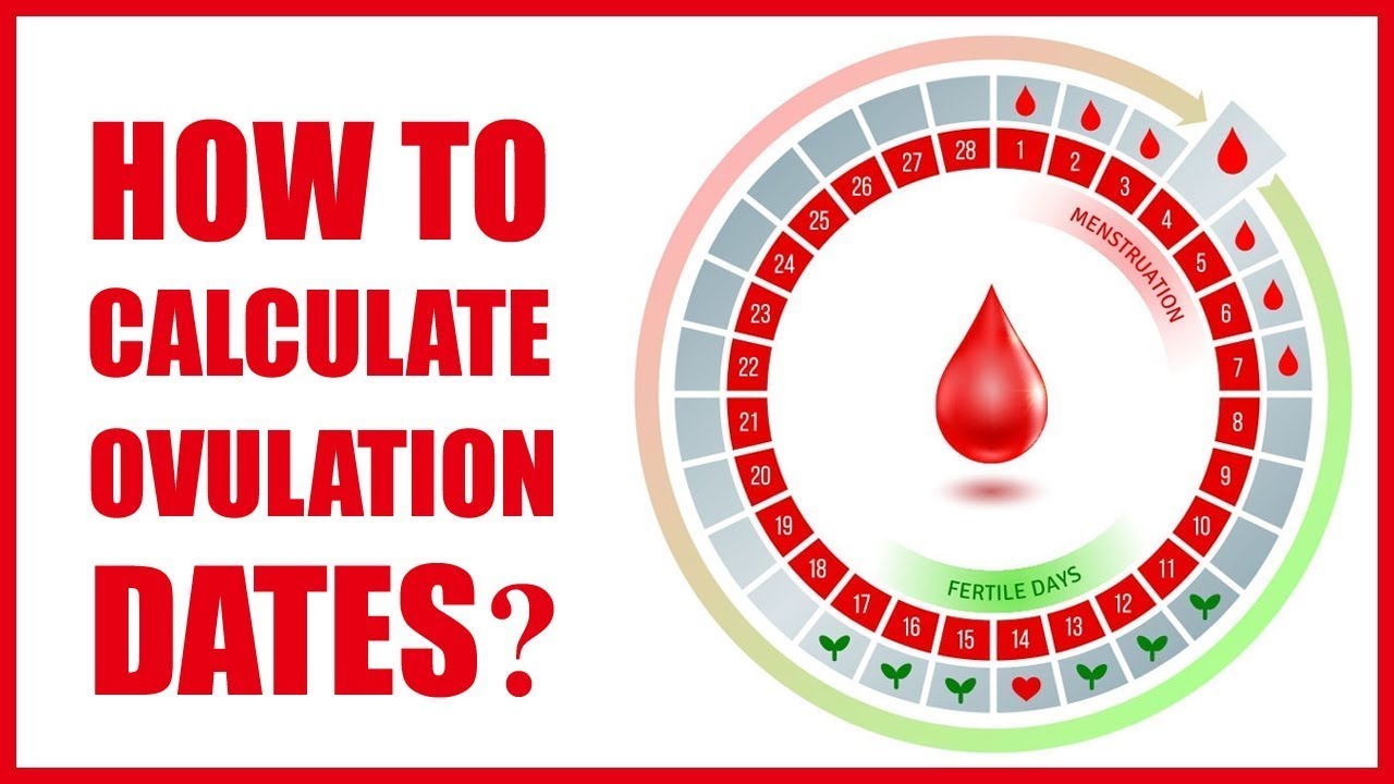 When Do You Ovulate Ovulation Calculator When Does Ovulation Occur When Do You Ovulate Ovulation Calculator When Does Ovulation Occur