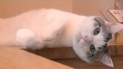 Kuruneko0214 Youtube