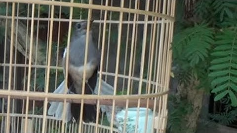 Chòe than mái mồi gọi và kích trống cực gắt | File đi bẫy chuẩn không cần chỉnh phần 3