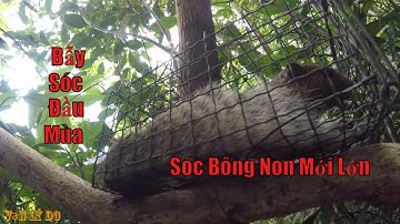 Bẫy Sóc ,Thăm Bẫy Sóc Bông Đầu Mùa 12 Cái Mà Dính Thấy Ham - SQUIRREL TRAP _ Vạn Lý Do (Phần 14)