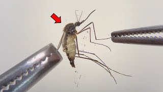 Strange Organs Inside Mosquitoes  - Mosquito Dissection