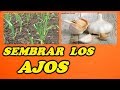 Cultivo de los Ajos - LA SIEMBRA - CONSEJOS IMPORTANTES // Todo Huerta y Jardín