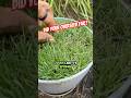 Help My Overseeding FAILED Or Did It Help My Overseeding FAILED Or Did It