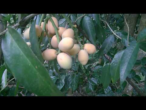 Video Thử ăn quả ngót rừng - youtube