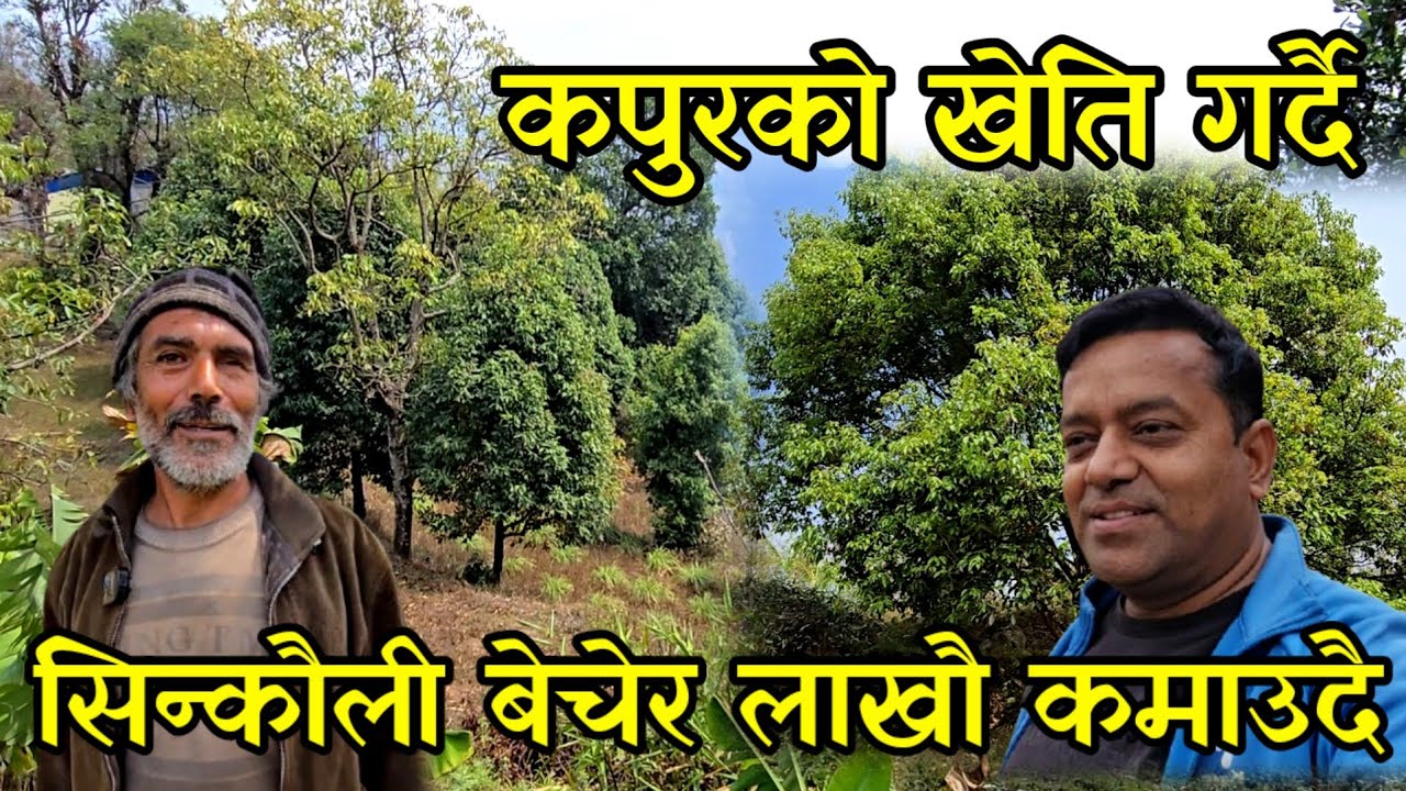 पुर्बमा कपुरको खेती,सिन्कौली कटहर कफि बेचेर दशौ लाख कमाउने घिमिरे काका farming,village farming