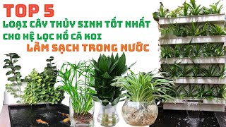 Top 5 Loại Cây Thuỷ Sinh Hỗ Trợ Lọc Tốt Nhất Cho Hồ Cá Koi | Hướng Dẫn Cách Trồng Hiệu Quả #hocakoi