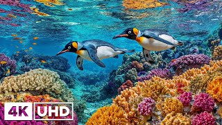 Underwater Serenity 4K | Soft Piano Melodies & Deep Ocean Sounds for Total Relaxation screenshot 3