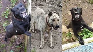 funny dogs compilation 😅🤣#297 (#dogosardo)!!!!! by Doggy Lands No views 11 months ago 2 minutes, 1 second