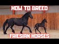 How to breed Friesian horses. I explain.