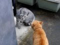 【猫のくち喧嘩 信じられないほど可愛い声で喧嘩する猫！】Cat fight