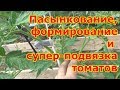 Пасынкование, формирование и подвязка кустов томатов в теплице