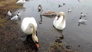 Swans are handsome