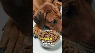 Using Meal Toppers For Your Dog Is DETRIMENTAL