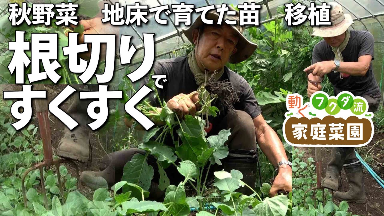 家庭菜園】6月まき秋野菜 地床で育てた苗 移植 根切りですくすく 