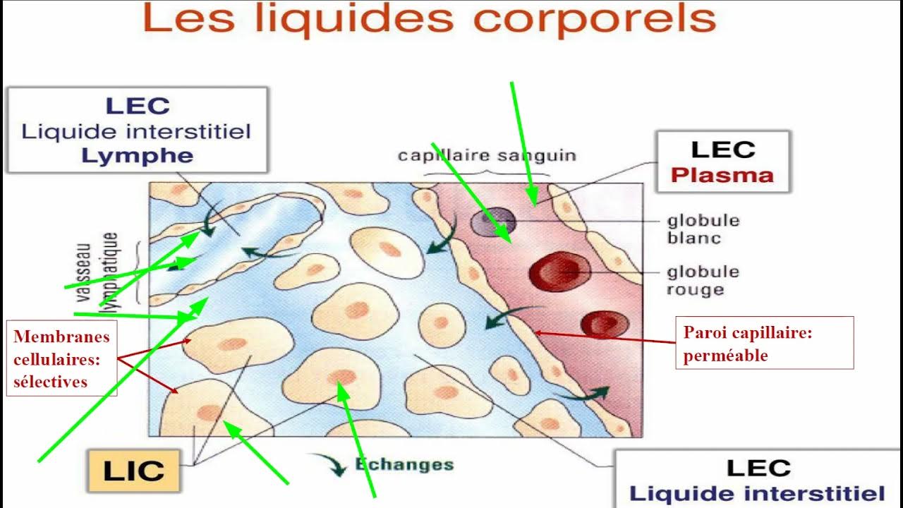 Compartiments liquidiens 1 YouTube