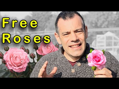 Grow ROSES From Cuttings Make FREE Plants