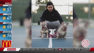 2 French bulldogs stolen during home invasion