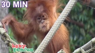 Baby Animals at the Zoo Orangutans and More by Baby Genius