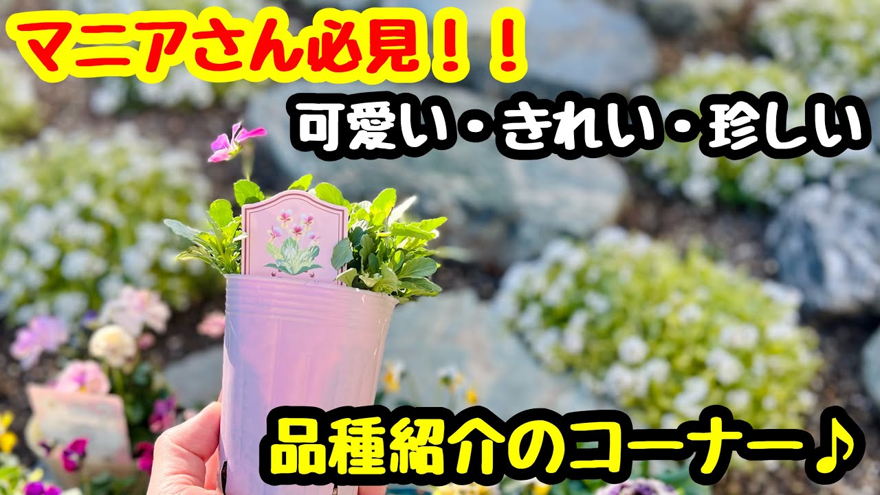 ◇Merry Christmas🎄Introducing Rare [Pansies & Violas]! 