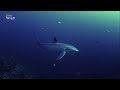 Как лисьи акулы из рода Морские лисицы Alopias используют свой хвост в качестве оружия при охоте Как лисьи акулы из рода Морские лисицы Alopias используют свой хвост в качестве оружия при охоте