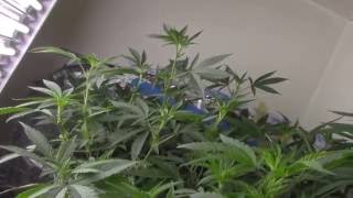 medical marijuana grow, announcement