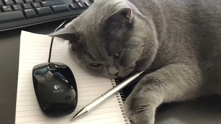 Watch the video about Big british cat