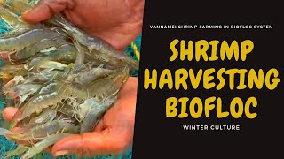 Vannamei Shrimp Farming in Biofloc Harvesting Video