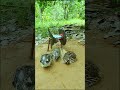 Create Simple Bird Trap # Quail Trap # easy bird trap #video shorts