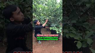 Pupuk Agar Tabulampot Berbuah Lebat
