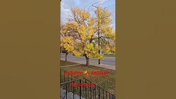 #Autumn #season2025 #fallseason #shortsvideo #shortvideo #short #shortsfeed #shortvideo #shorts