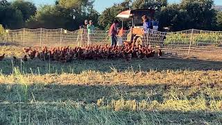 Feeding Chickens - Full Belly Farm