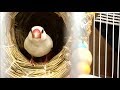 【シルバー文鳥】生後４日目〜７日目 元気な文鳥の雛 百編