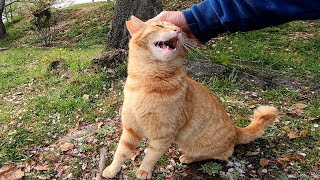 公園の茶トラ猫がモフられにきた