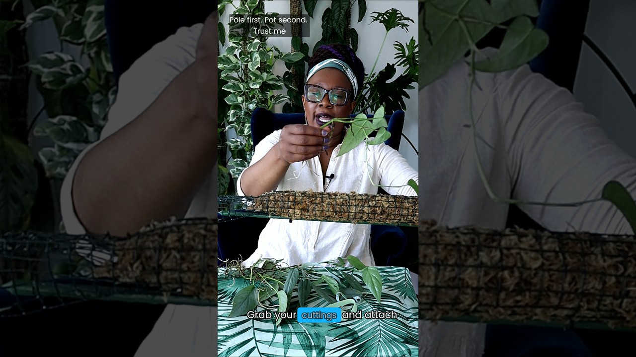 Moss pole + LECA setup for climbing plants #plants #mosspole #tutorial