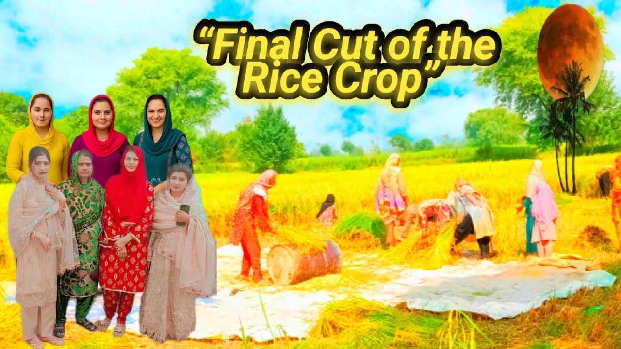 Rice Harvest Begins: Farmers Have Worked Hard for This Moment