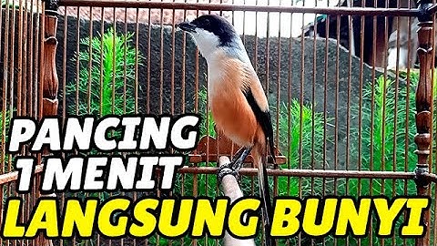 Pancingan cendet muda agar cepat bunyi dan gacor isian enak - cendet manapun akan langsung nyaut