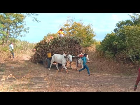 बैलगाडी ऊस वाहतूक 2022-part-23 | Sugarcane transportation by bullock cart | usachi bailgadi
