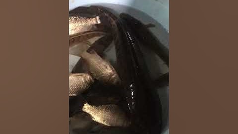 Máy kích cá Chung Đội về Thanh Hoá test thử cá Chuối 1,5kg rô phi chết trong nhắy mắt