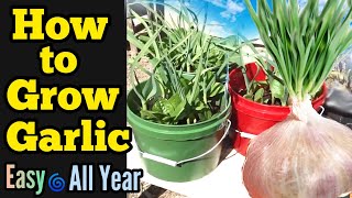 How to Grow Garlic All Year - Container Gardening, Small Space Garden, Beginners Guide Growing Tips