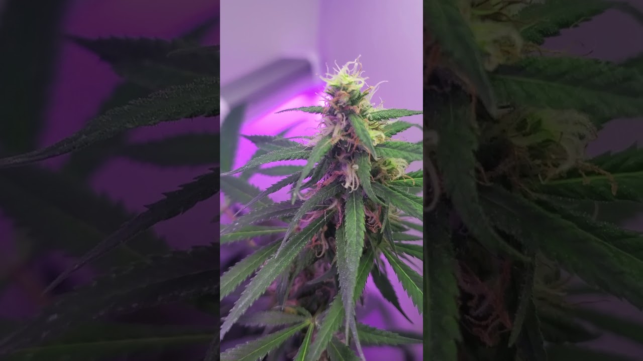 *LED*  Closet Grow Mid-Flower