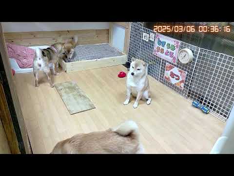 柴犬なつ!子育て生配信【生後177日】絶賛モフモフで寒さもへっちゃらそうな子犬たち!