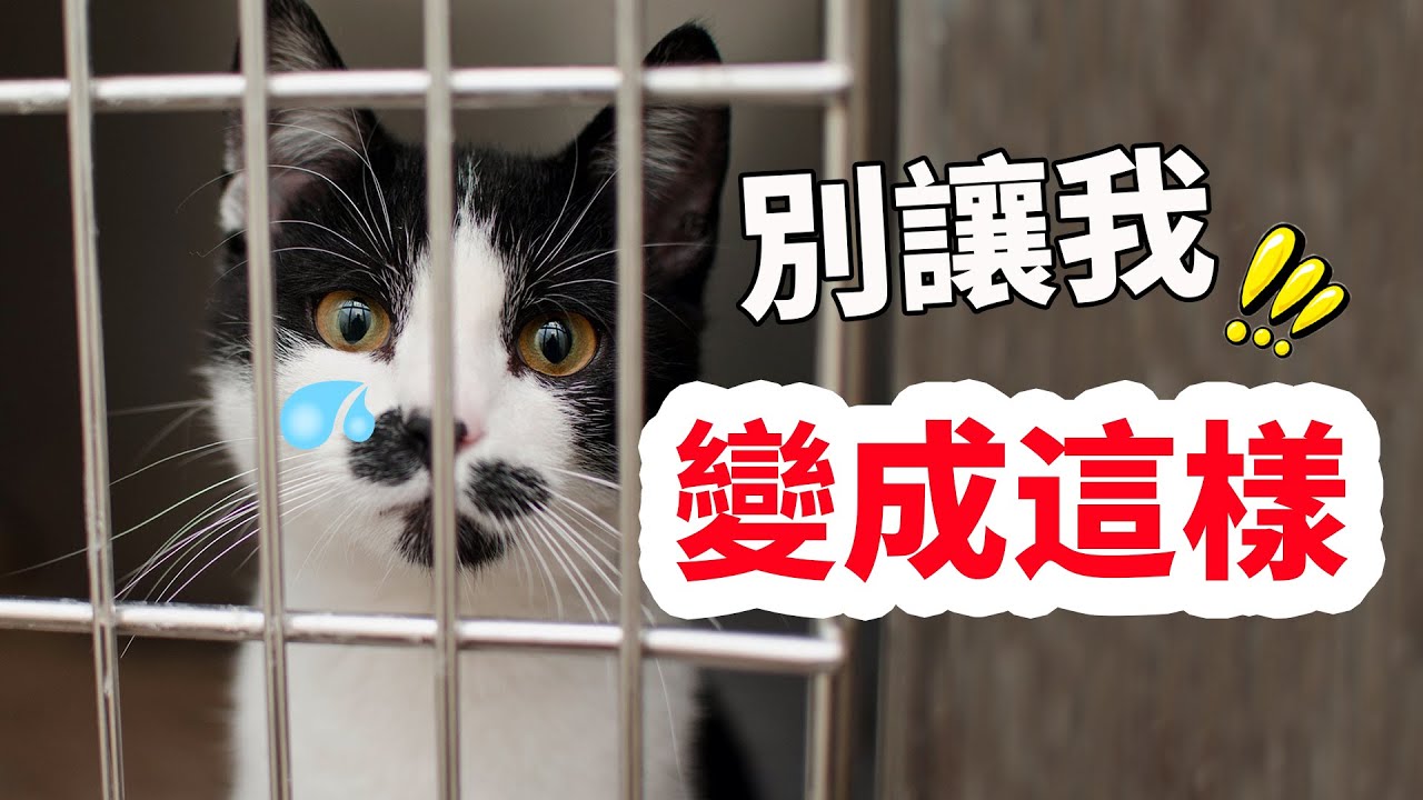 5種情況會讓貓咪壽命減短，別讓你家貓咪變成這樣！【養貓必看EP4】